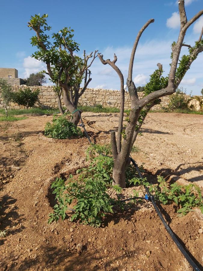 Four Winds Farmhouse Villa Birżebbuġa Eksteriør billede